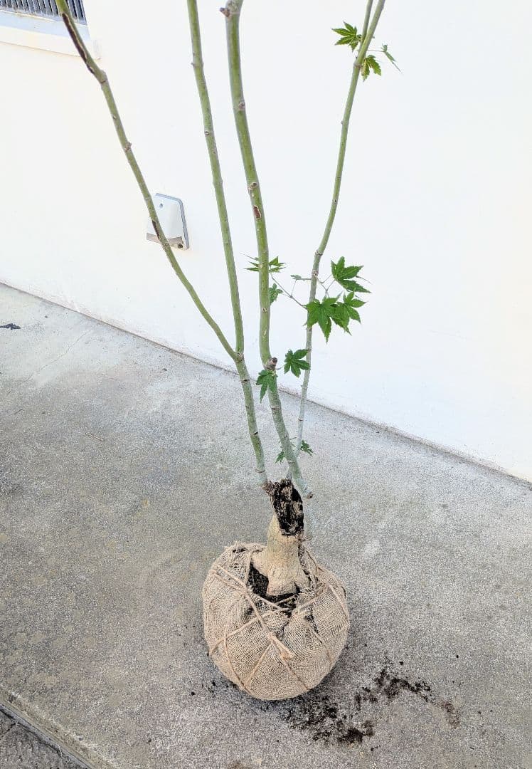 ふく様。特大天然コハウチワカエデ。