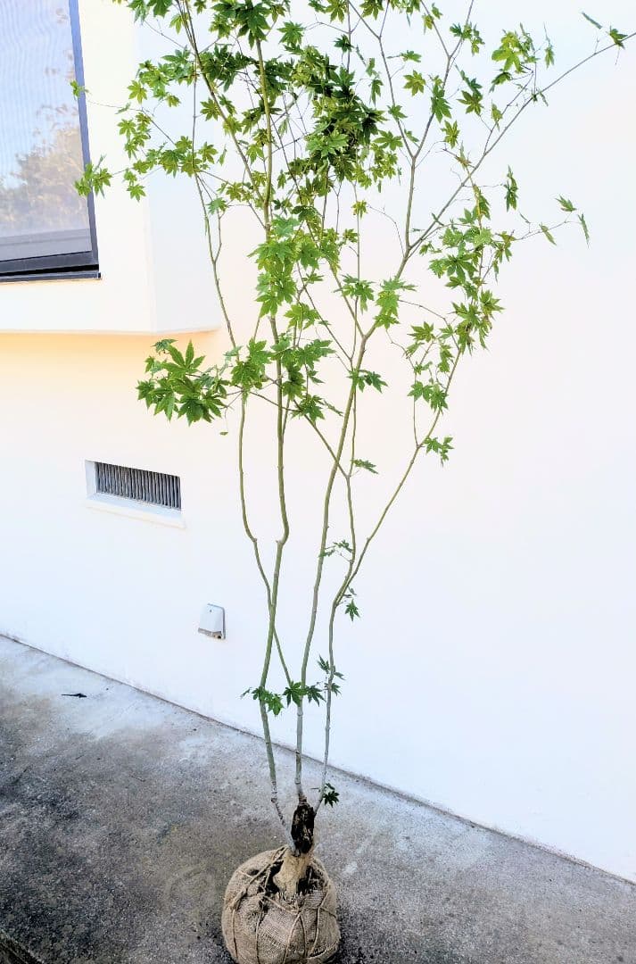 ふく様。特大天然コハウチワカエデ。