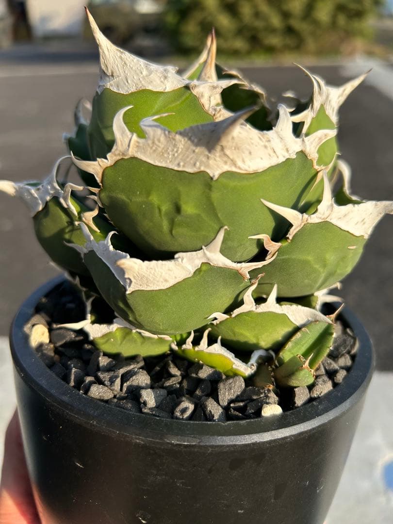 南アフリカダイヤモンド　SAD アガベ　チタノタ　オテロイ