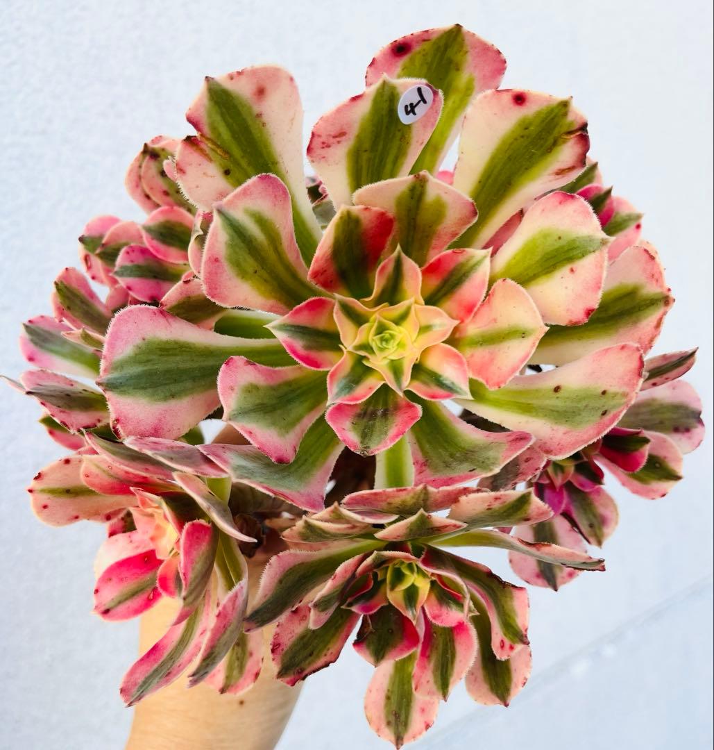 41.【現品　そのまま発送】アエオ「ピンクウィッチ」葉焼け・傷有り　大群生‼️