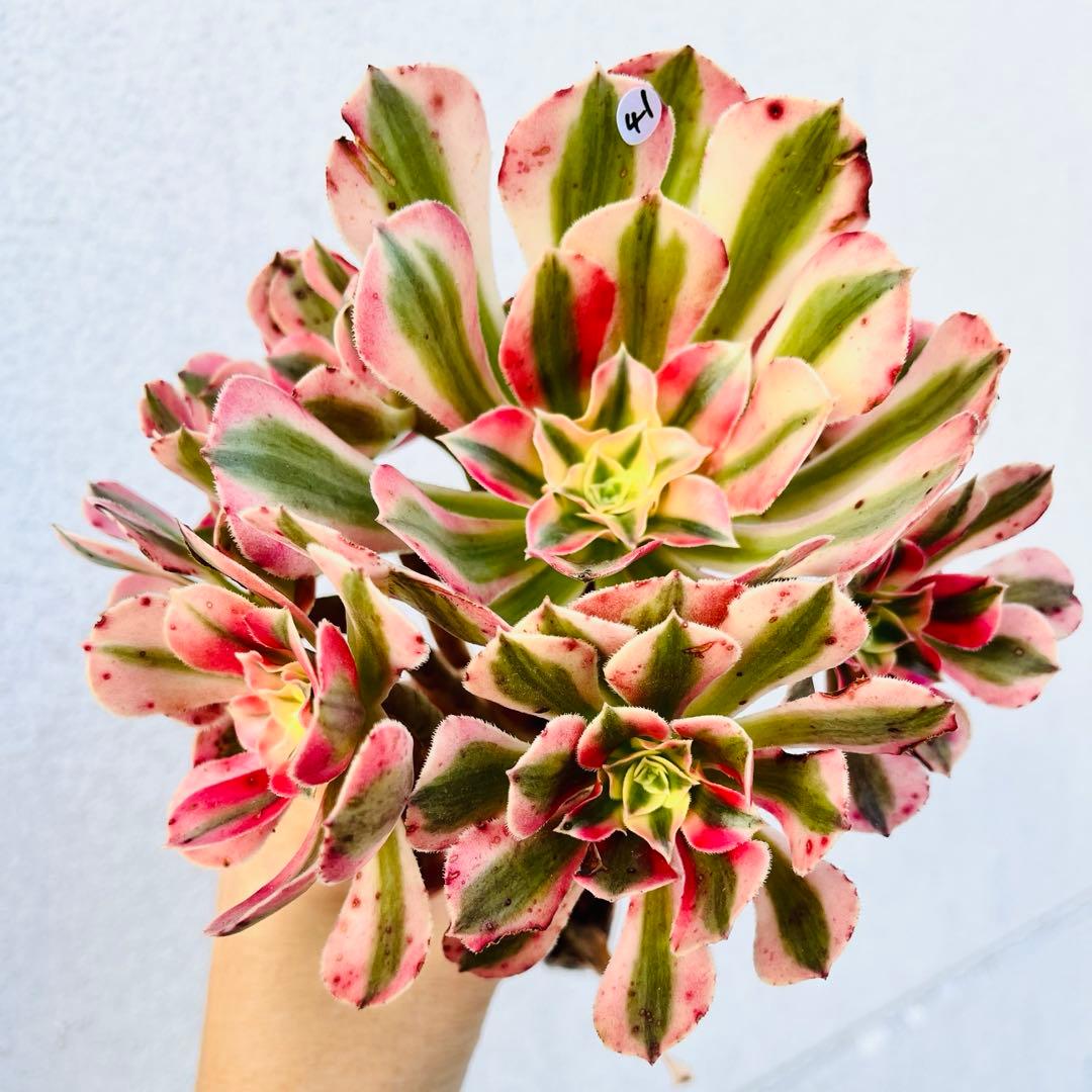 41.【現品　そのまま発送】アエオ「ピンクウィッチ」葉焼け・傷有り　大群生‼️