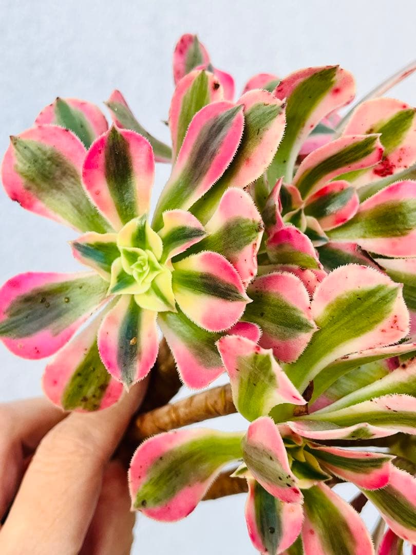 41.【現品　そのまま発送】アエオ「ピンクウィッチ」葉焼け・傷有り　大群生‼️