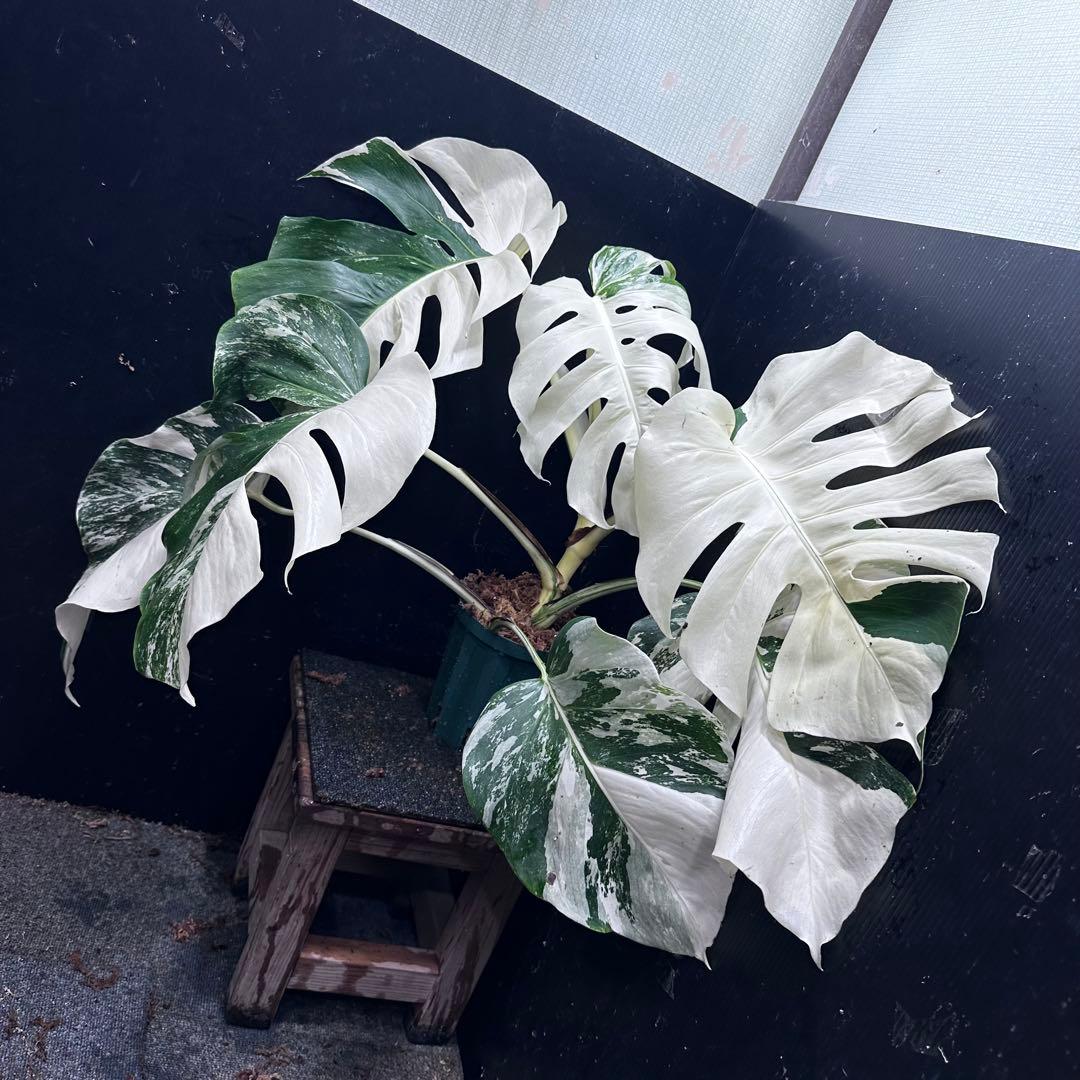 m*@様 斑入りモンステラ ホワイトタイガー極美大株55cm白斑多