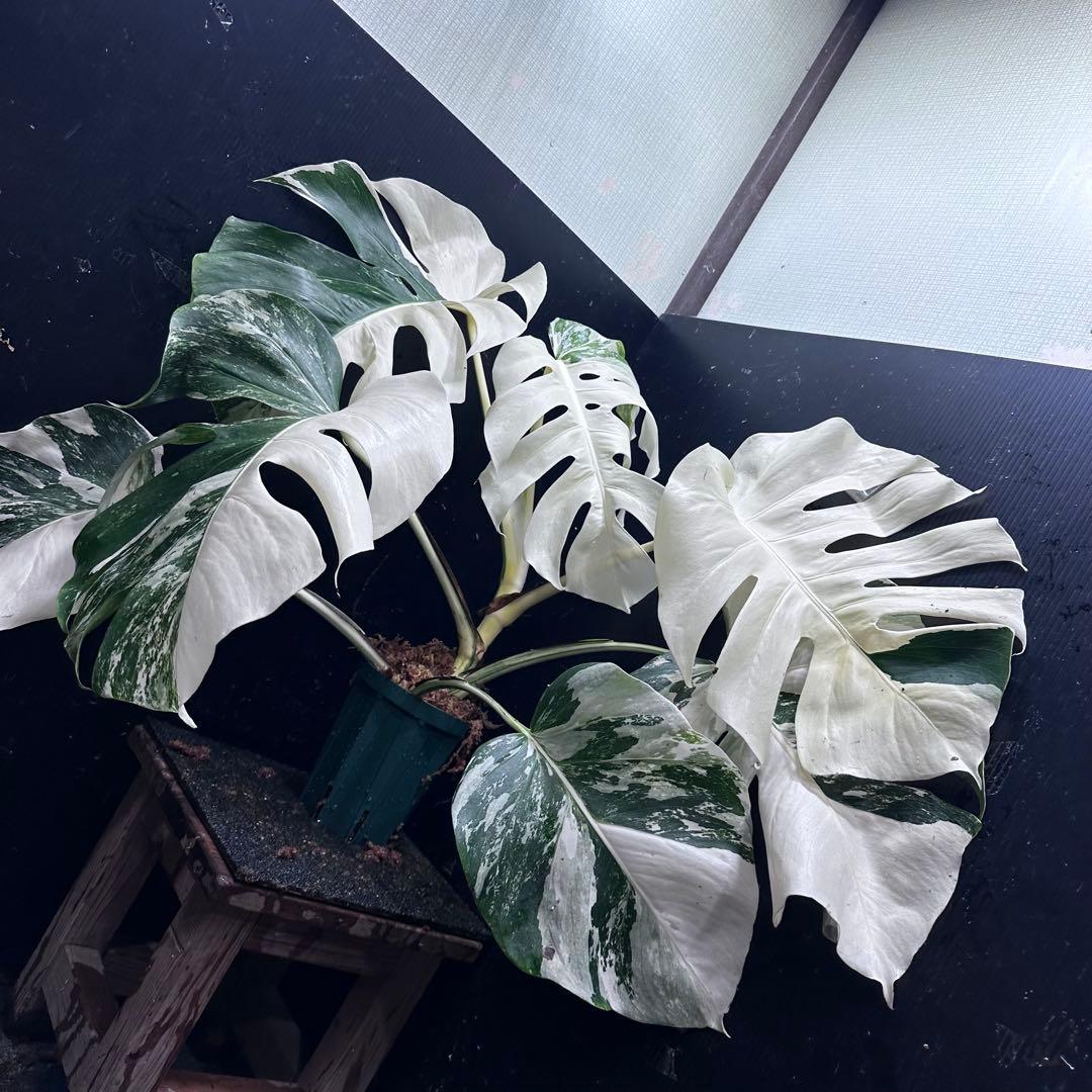 m*@様 斑入りモンステラ ホワイトタイガー極美大株55cm白斑多