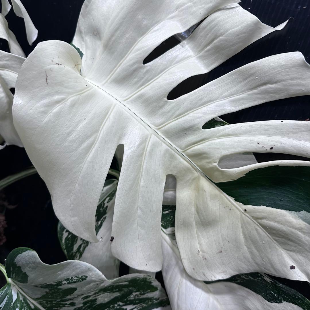 m*@様 斑入りモンステラ ホワイトタイガー極美大株55cm白斑多