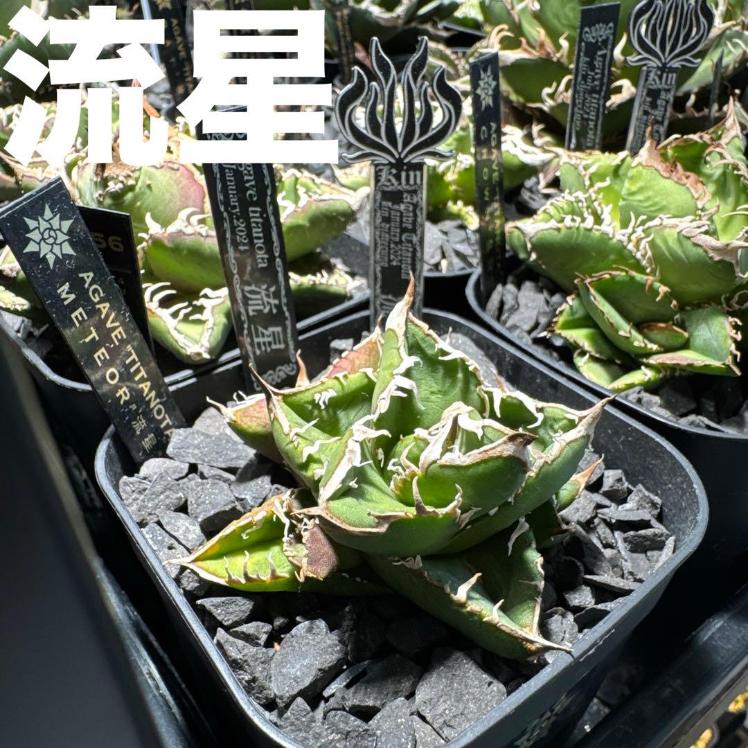 【有名趣味家血統】アガベ⭐︎チタノタ⭐︎流星⭐︎子株⭐︎台湾lize⭐︎タグ付き⭐︎