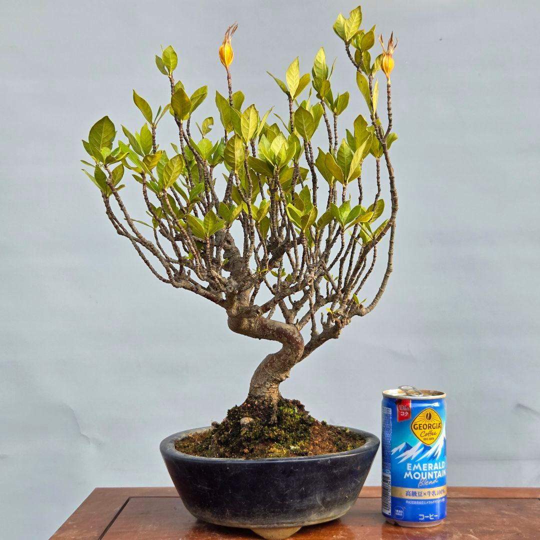 山梔子　(くちなし)　[模様木]　貴風盆栽