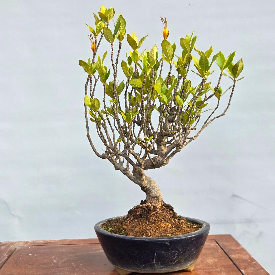 山梔子　(くちなし)　[模様木]　貴風盆栽