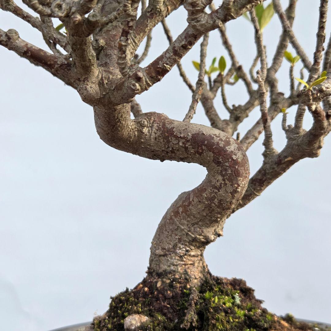 山梔子　(くちなし)　[模様木]　貴風盆栽