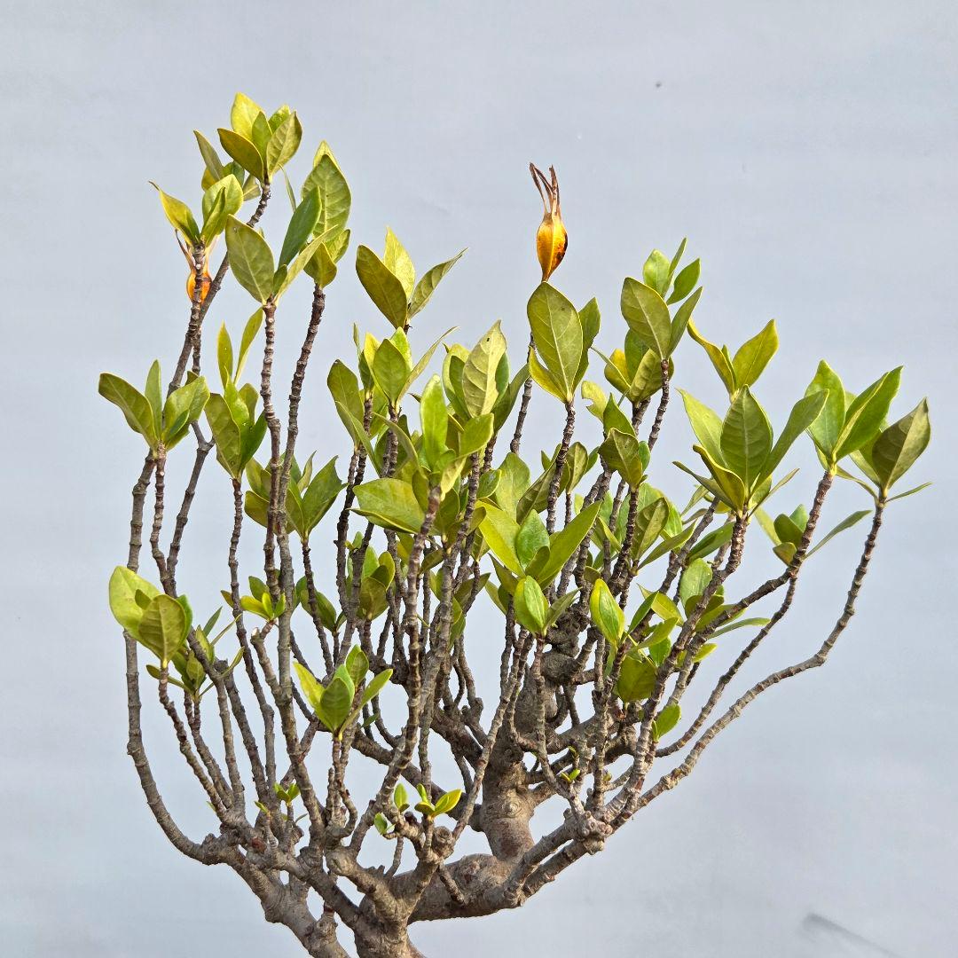 山梔子　(くちなし)　[模様木]　貴風盆栽