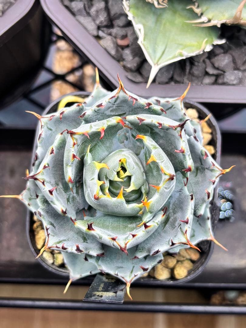 特選 アガベ 姫蠍蟹 イシスメンシス ハイブリッド 親株