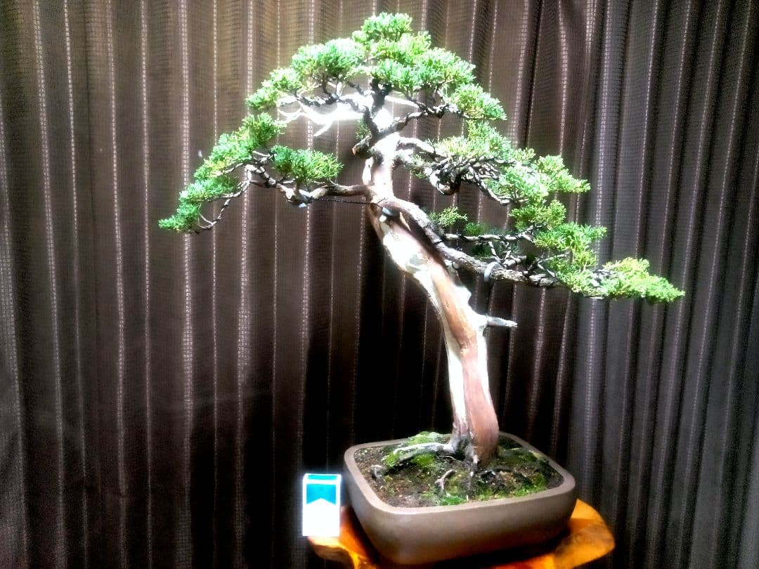 【樹高66㎝大品真柏盆栽】　　⭕樹齢50年超…セール品❗　　　 ★セール延長中★