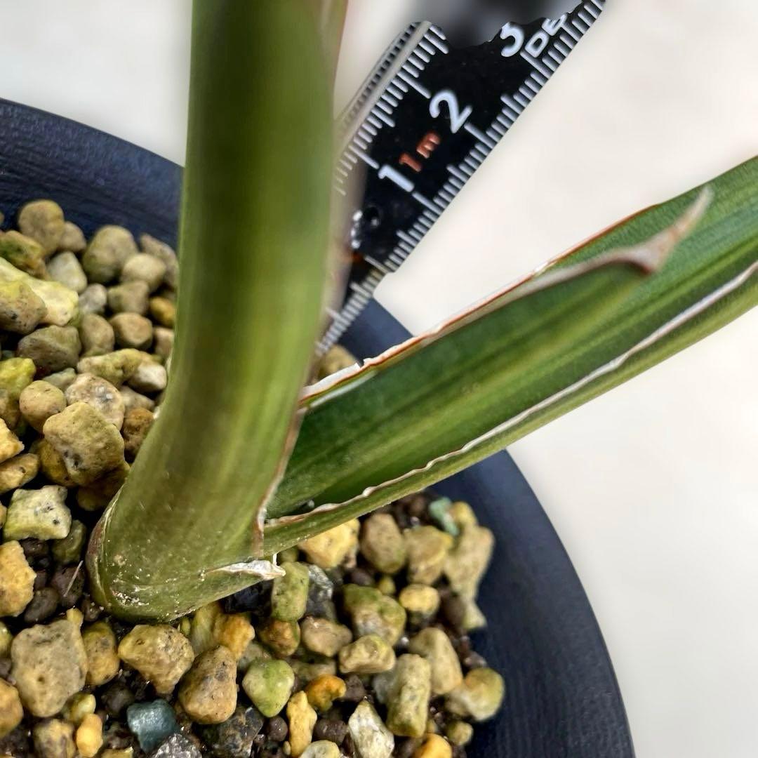 超希少　サンスベリア　斑入りカナリキュラタ　カナリキュラータ　ナナ　本物