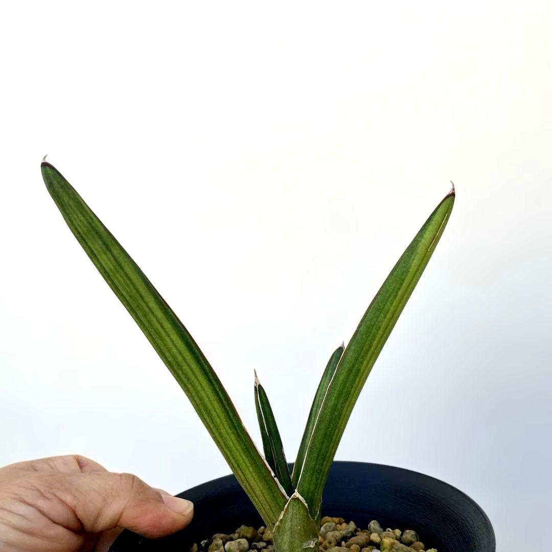 超希少　サンスベリア　斑入りカナリキュラタ　カナリキュラータ　ナナ　本物
