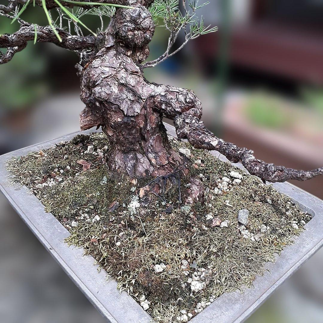 黒松の、盆栽、鉢抜き。