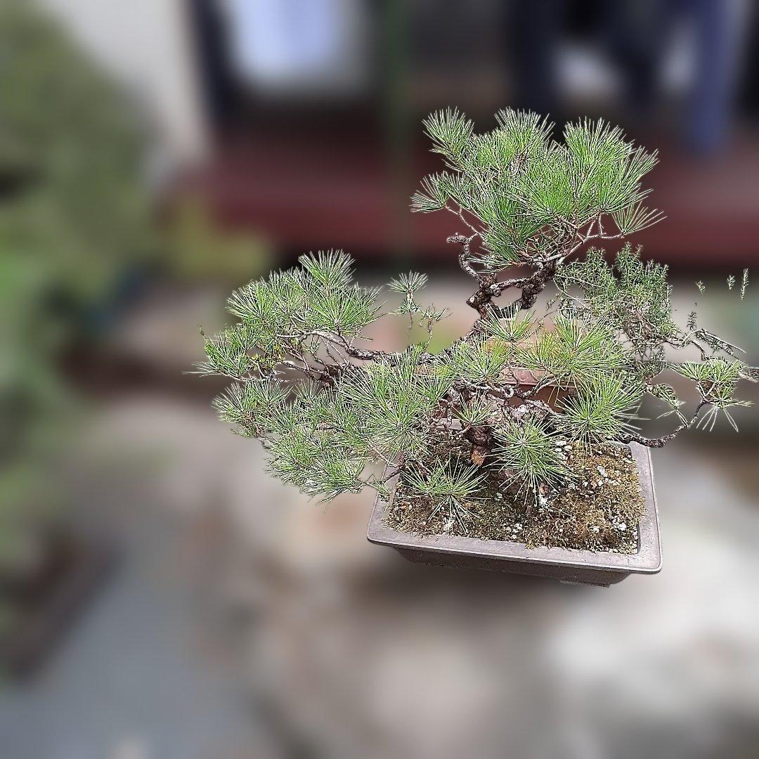 黒松の、盆栽、鉢抜き。