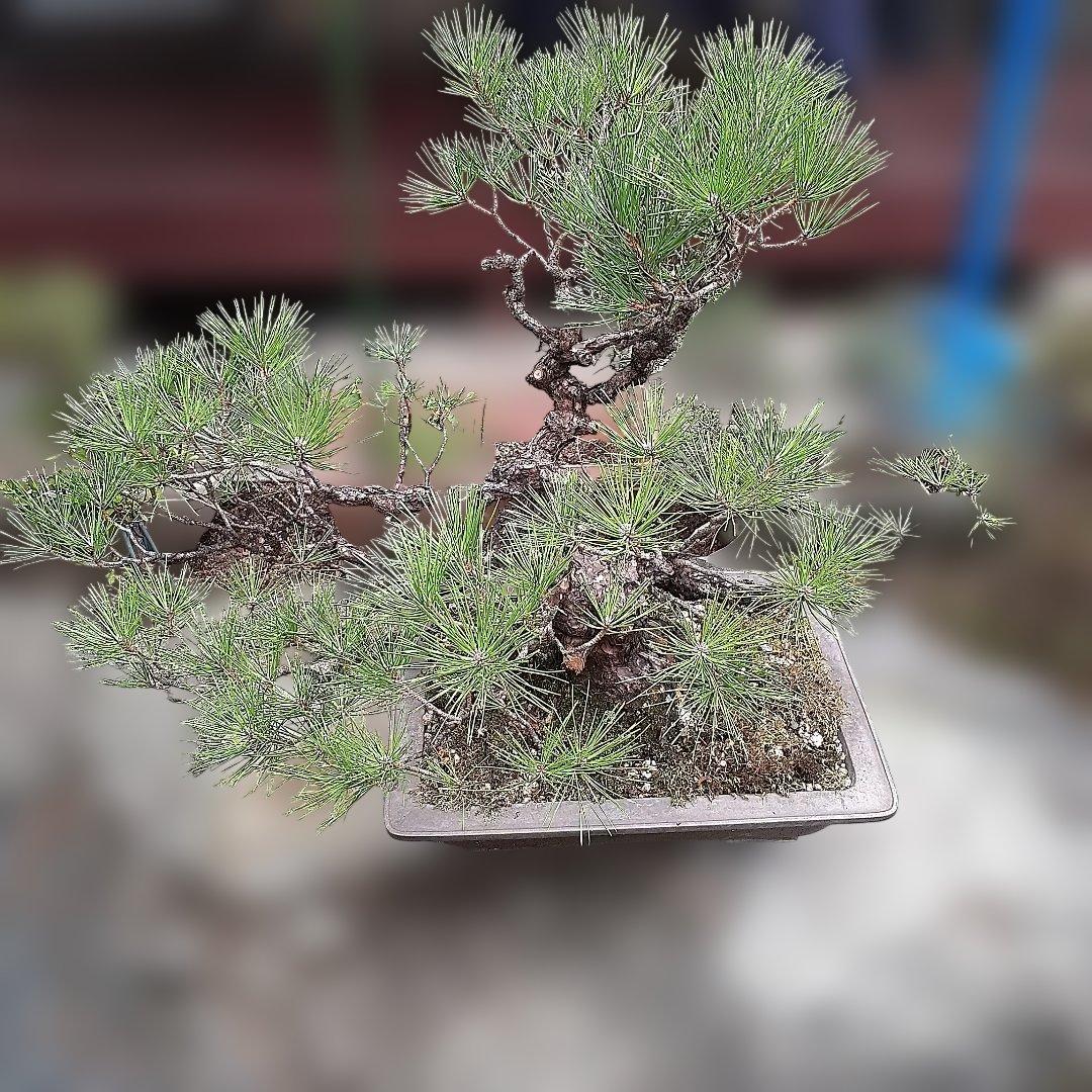 黒松の、盆栽、鉢抜き。