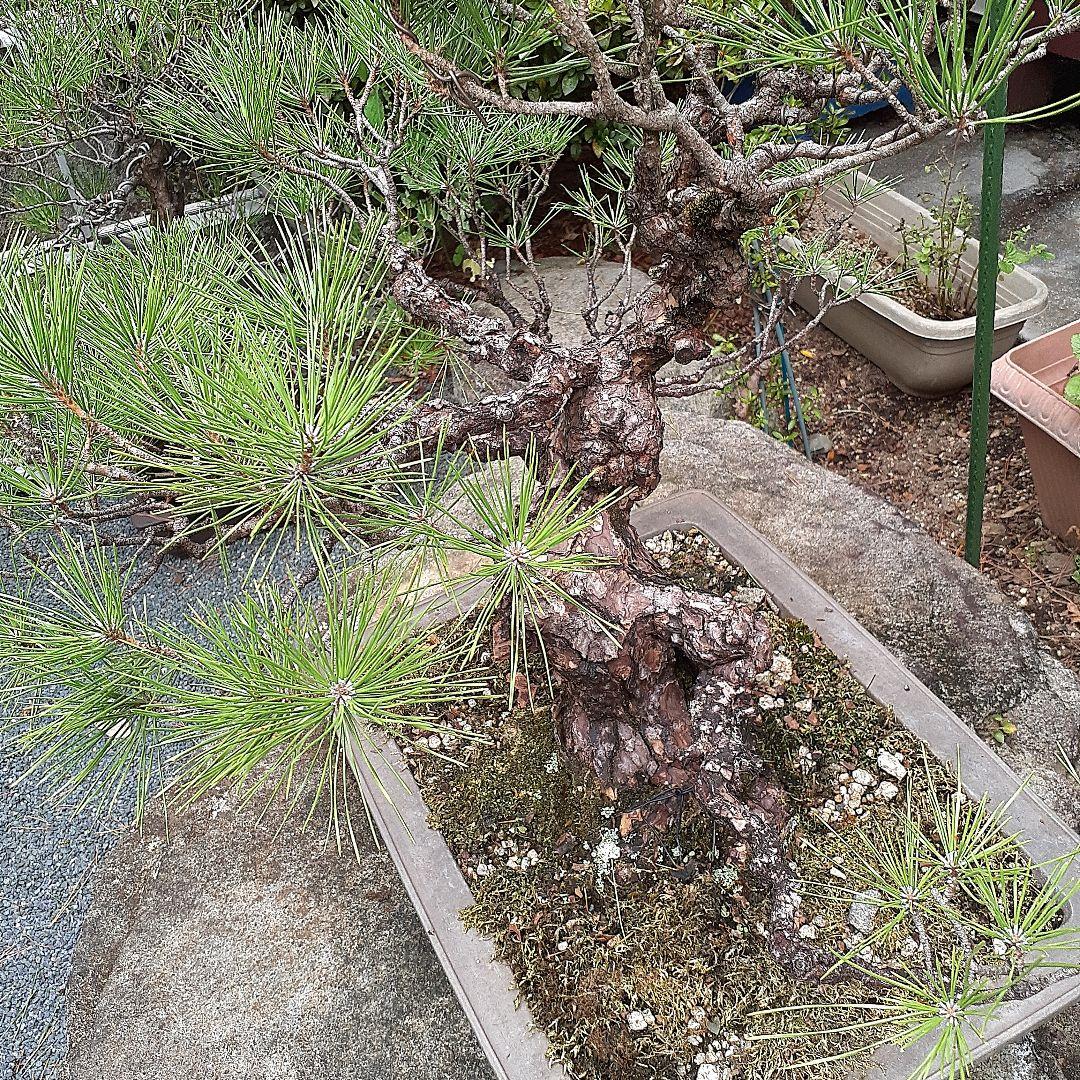 黒松の、盆栽、鉢抜き。