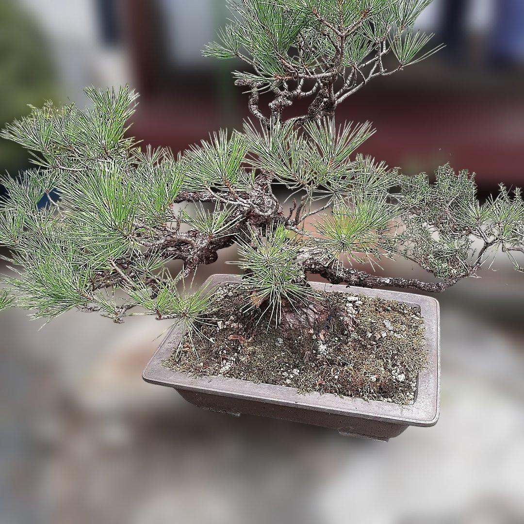 黒松の、盆栽、鉢抜き。