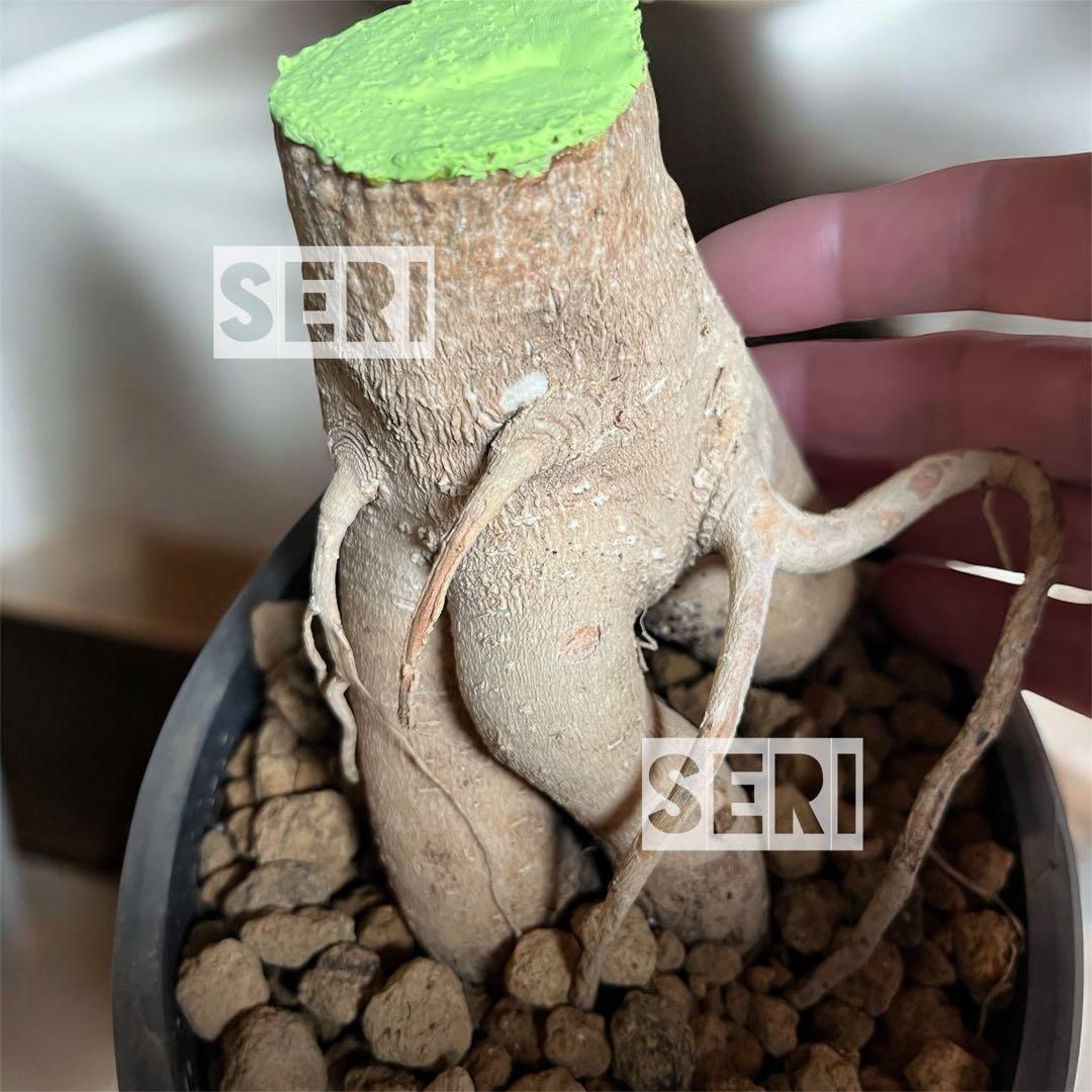 モリンガ　苗　コーデックス仕立て　盆栽仕立て