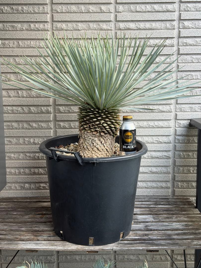 ［現地受け渡しのみ］丁度いい株サイズ　ユッカ ロストラータ