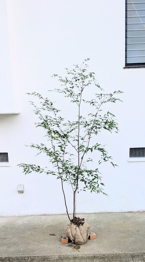 アウトレット。山採りハイノキ。