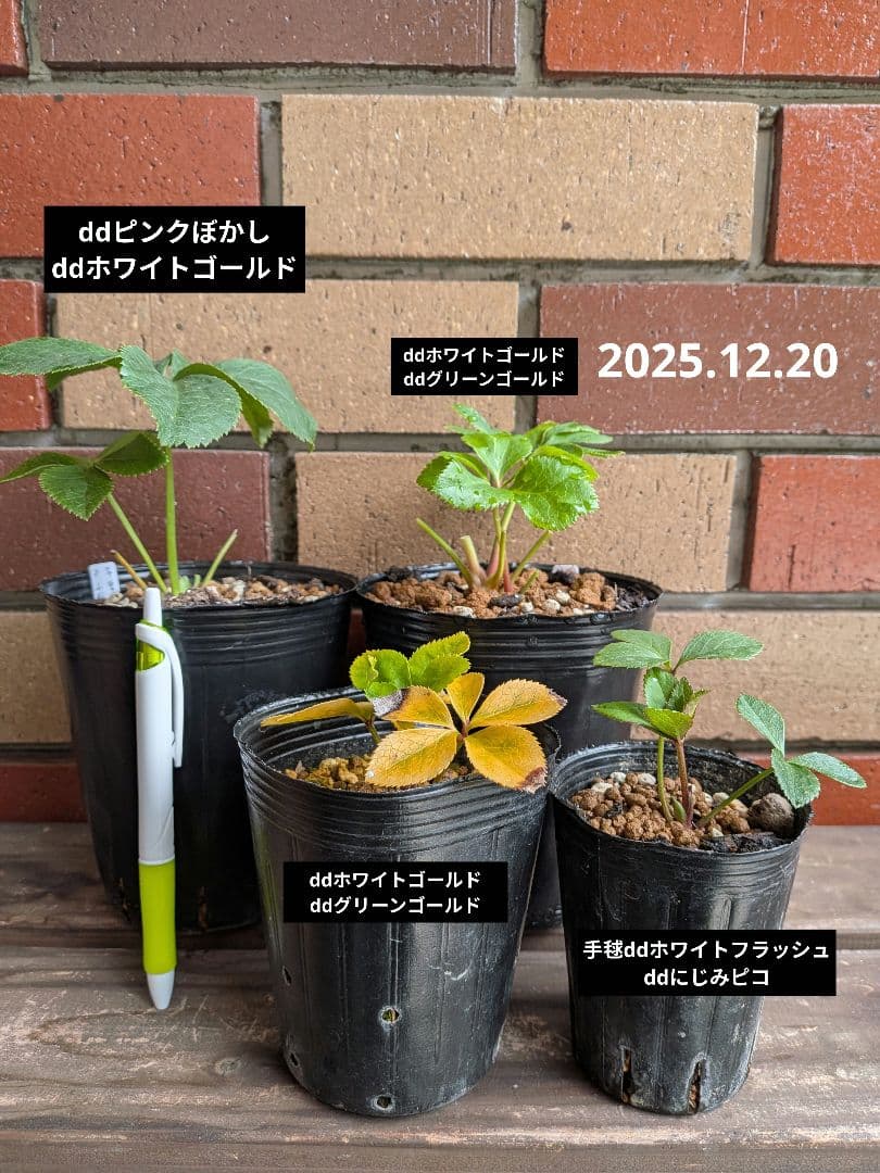 クリスマスローズ苗セット【 合計４苗 】