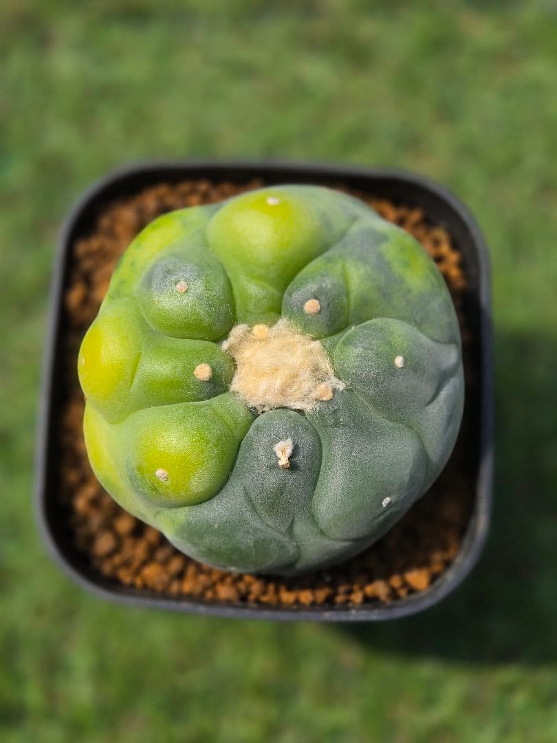 銀冠玉錦　実生　サボテン