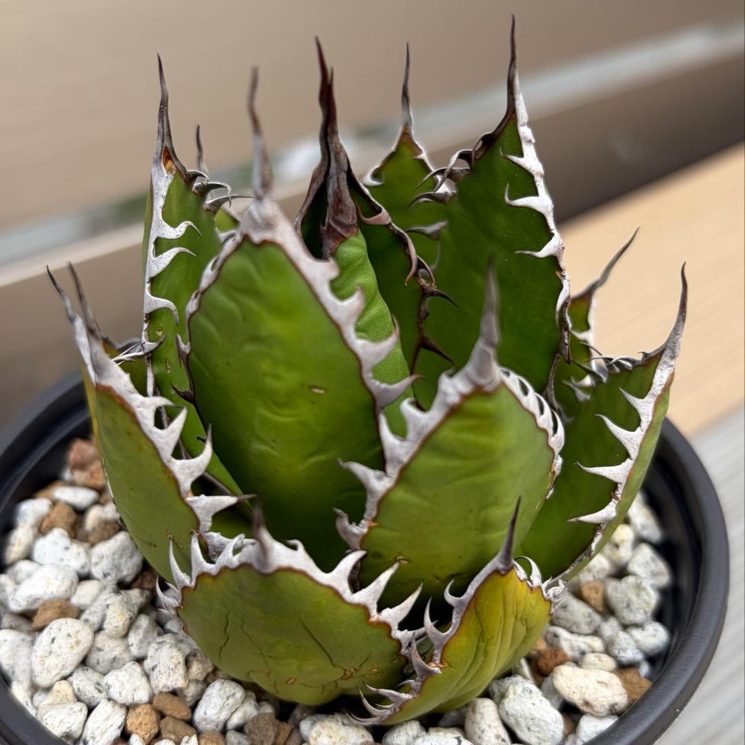 アガベ　強棘　ホリダ　ギルベイ