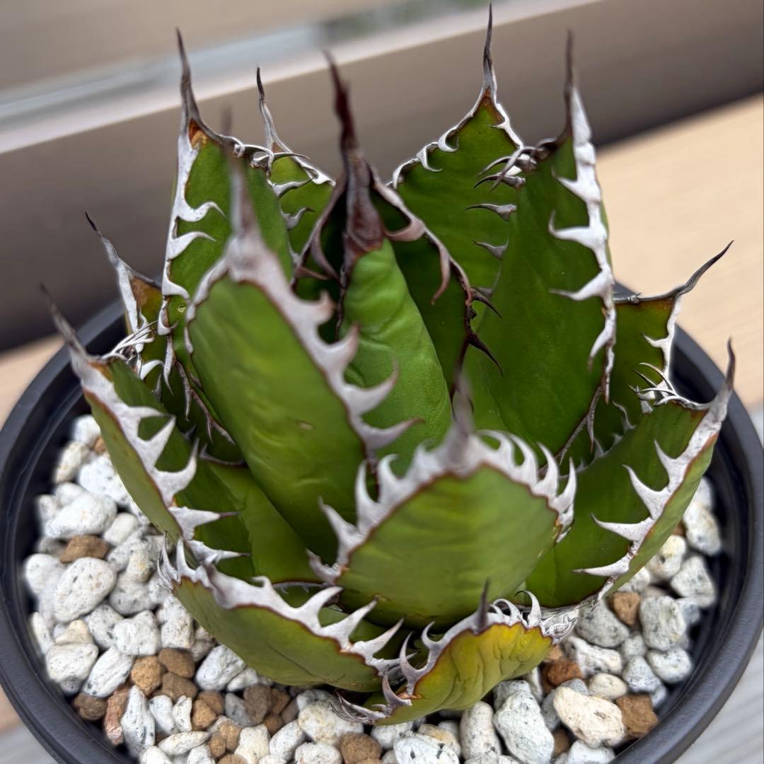 アガベ　強棘　ホリダ　ギルベイ