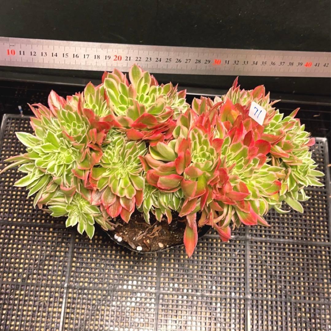 71#多肉植物アエオニウム錦❤️ 女神セッカ ❤️30cm拔き苗