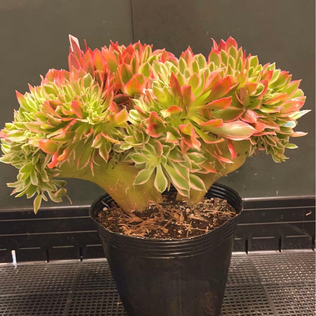 71#多肉植物アエオニウム錦❤️ 女神セッカ ❤️30cm拔き苗