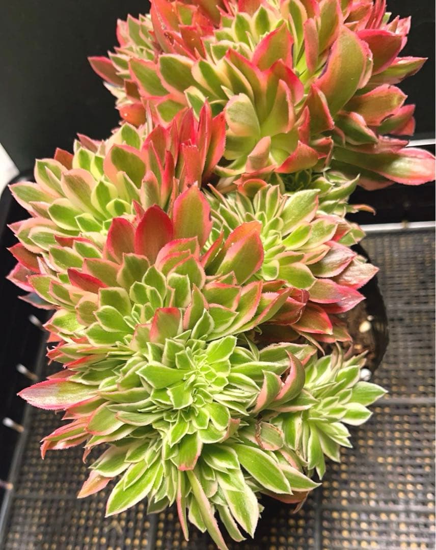 71#多肉植物アエオニウム錦❤️ 女神セッカ ❤️30cm拔き苗