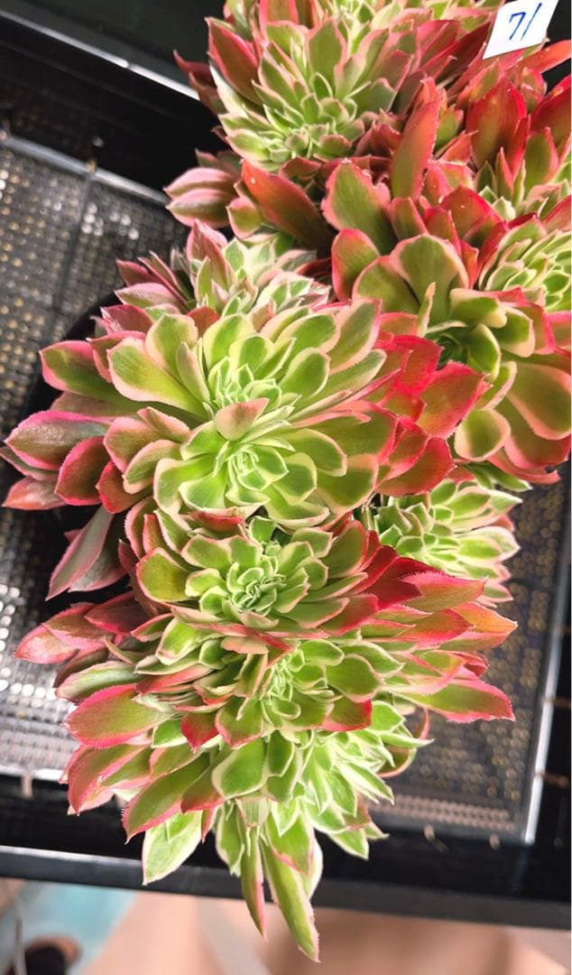 71#多肉植物アエオニウム錦❤️ 女神セッカ ❤️30cm拔き苗