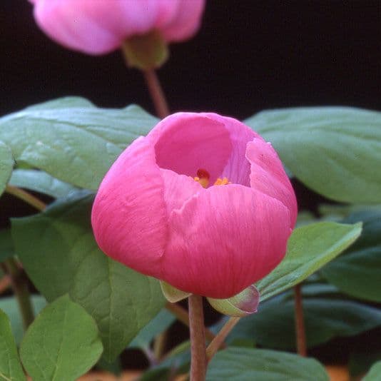 山芍薬赤花　北海道産
