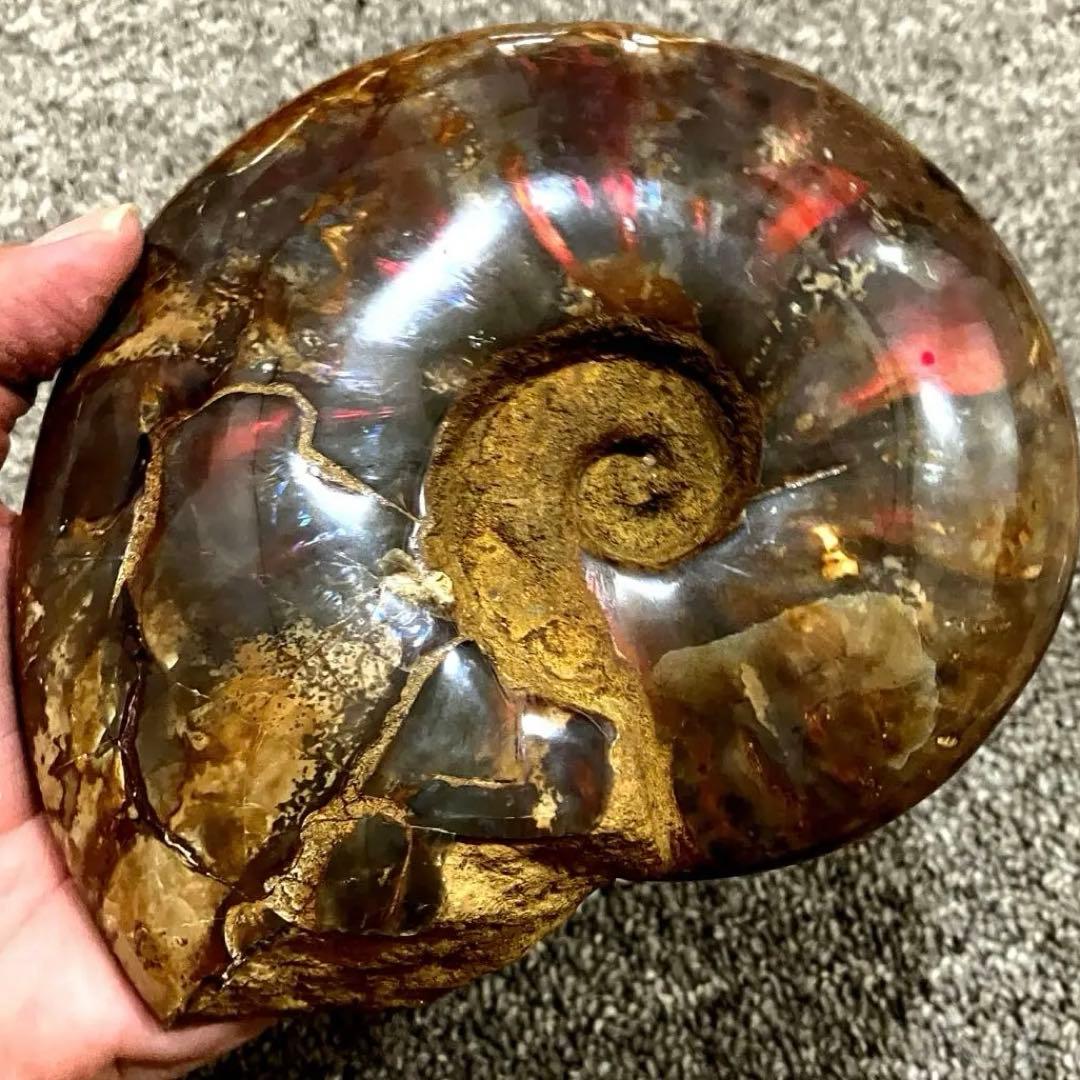 アンモナイト　化石　858g