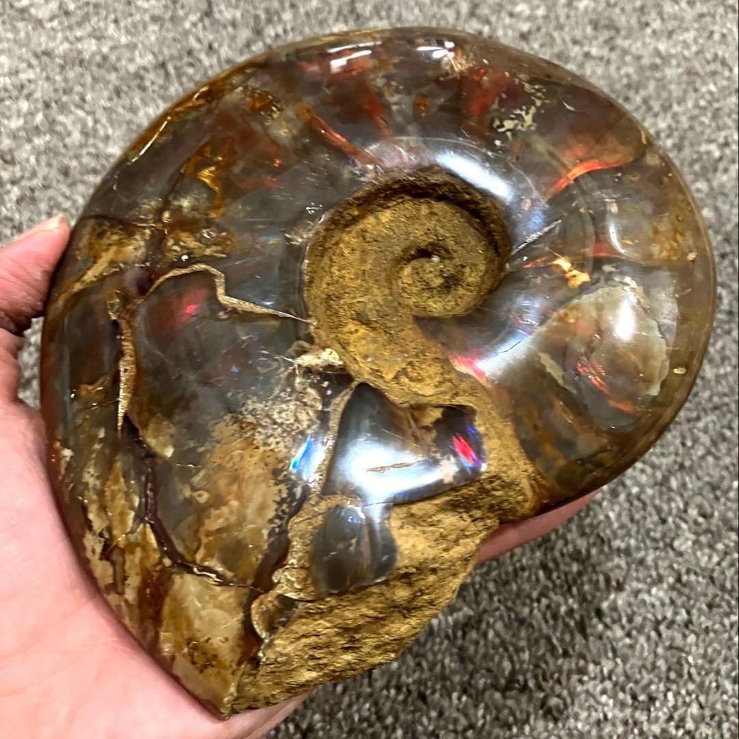 アンモナイト　化石　858g