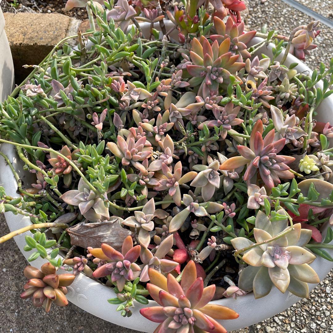 多肉植物　写真全て