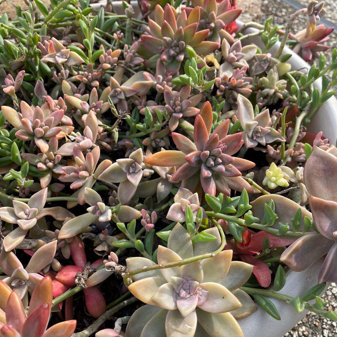 多肉植物　写真全て