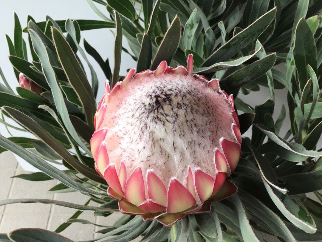 幹が太く根もしっかり張ってるプロテア・ポッサムマジック4輪咲き