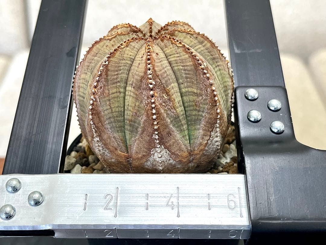 ユーフォルビア オベサ ヨーロッパ株 オールド 木質化