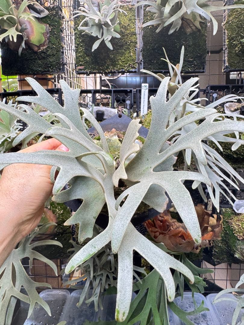 willinckii dwarfnook、watchara mix dwarf