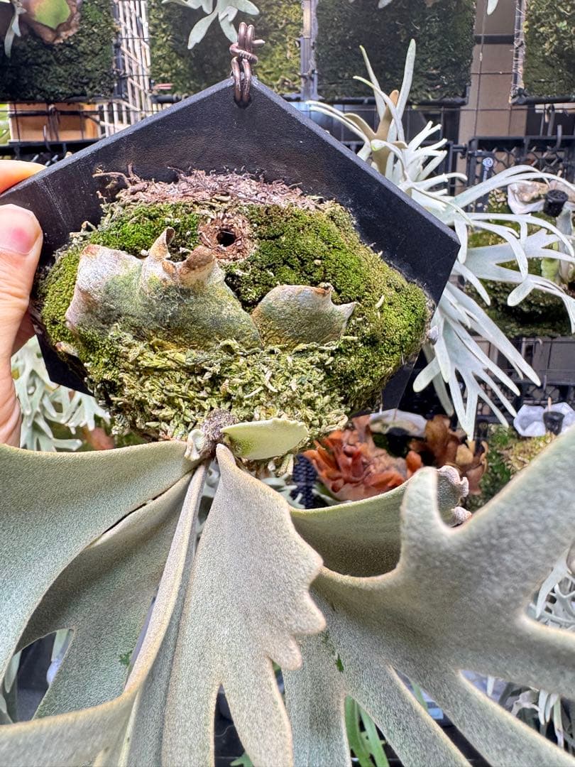 willinckii dwarfnook、watchara mix dwarf