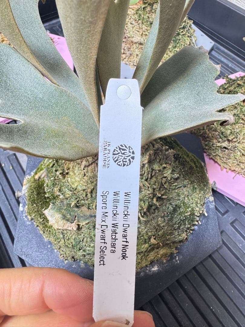 willinckii dwarfnook、watchara mix dwarf