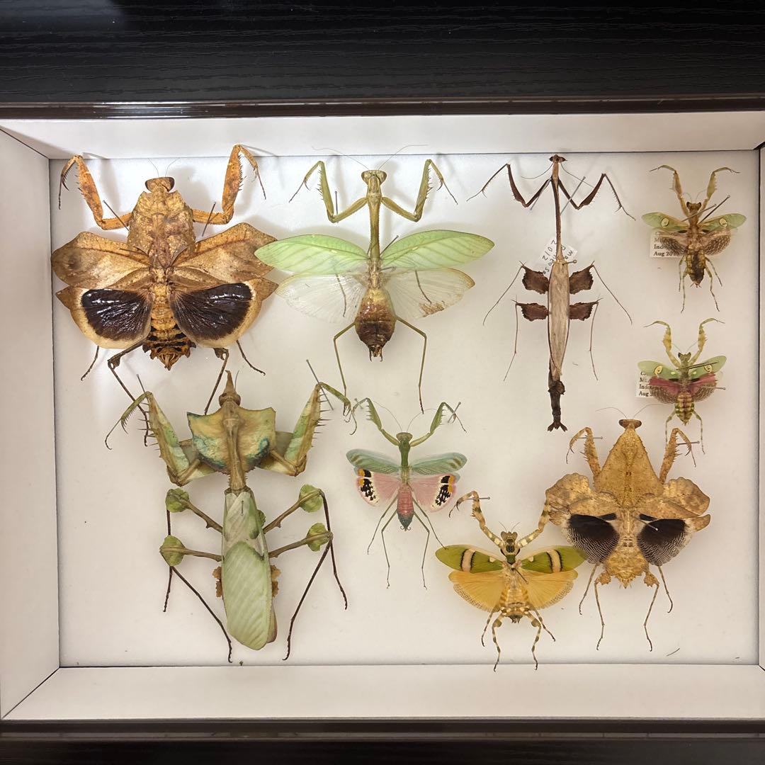 カマキリ標本