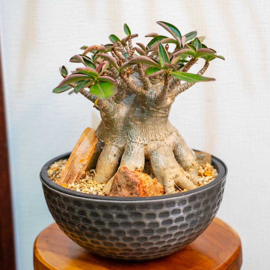 アデニウムアラビカム