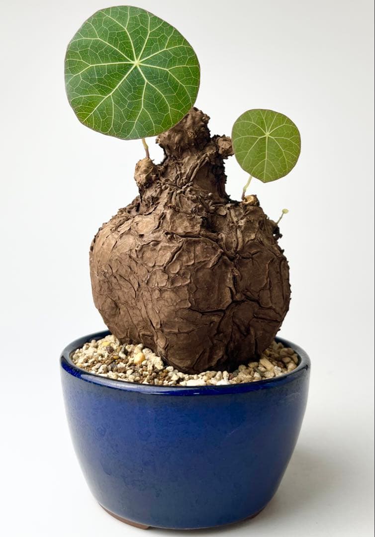 【極美/塊根植物】ステファニア カウィーサキー　鉢植え 大株