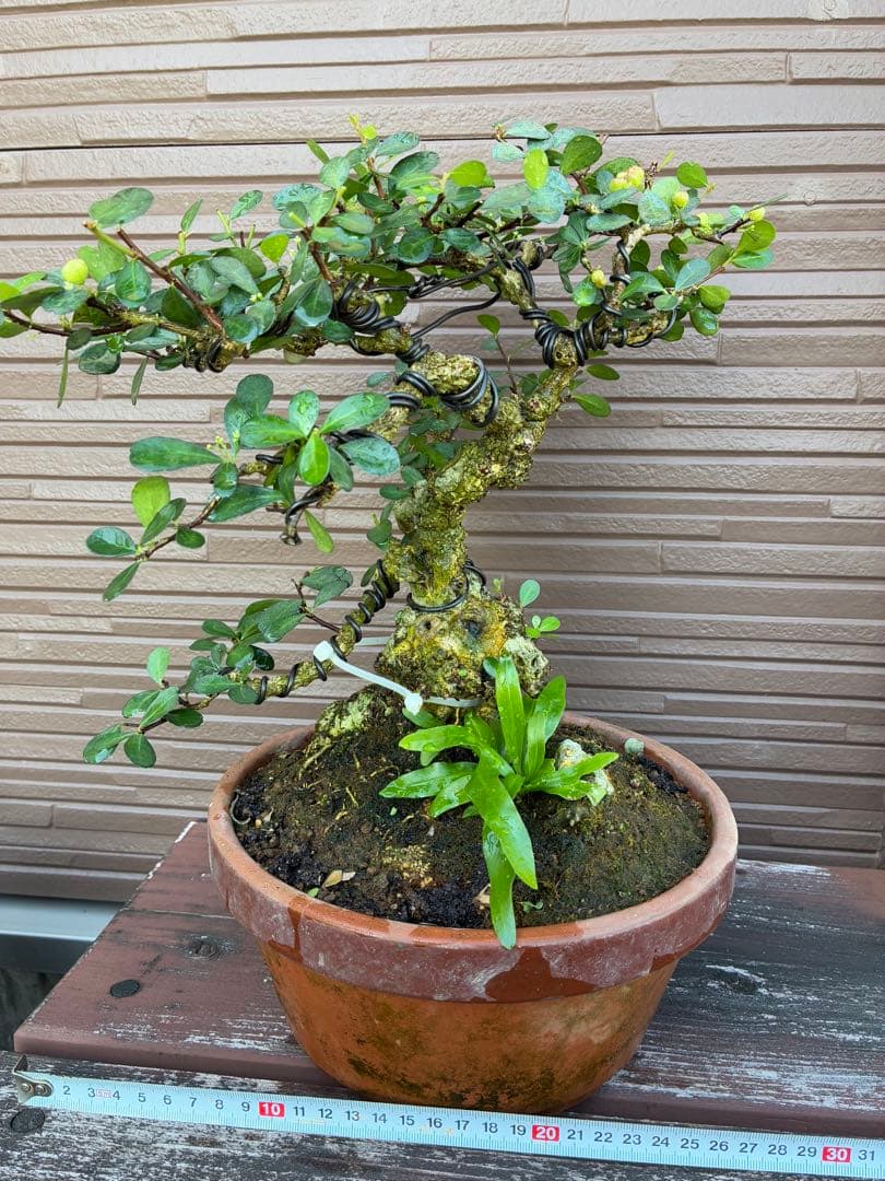 針蔓正木　沖縄盆栽　マッコウ　値下げ