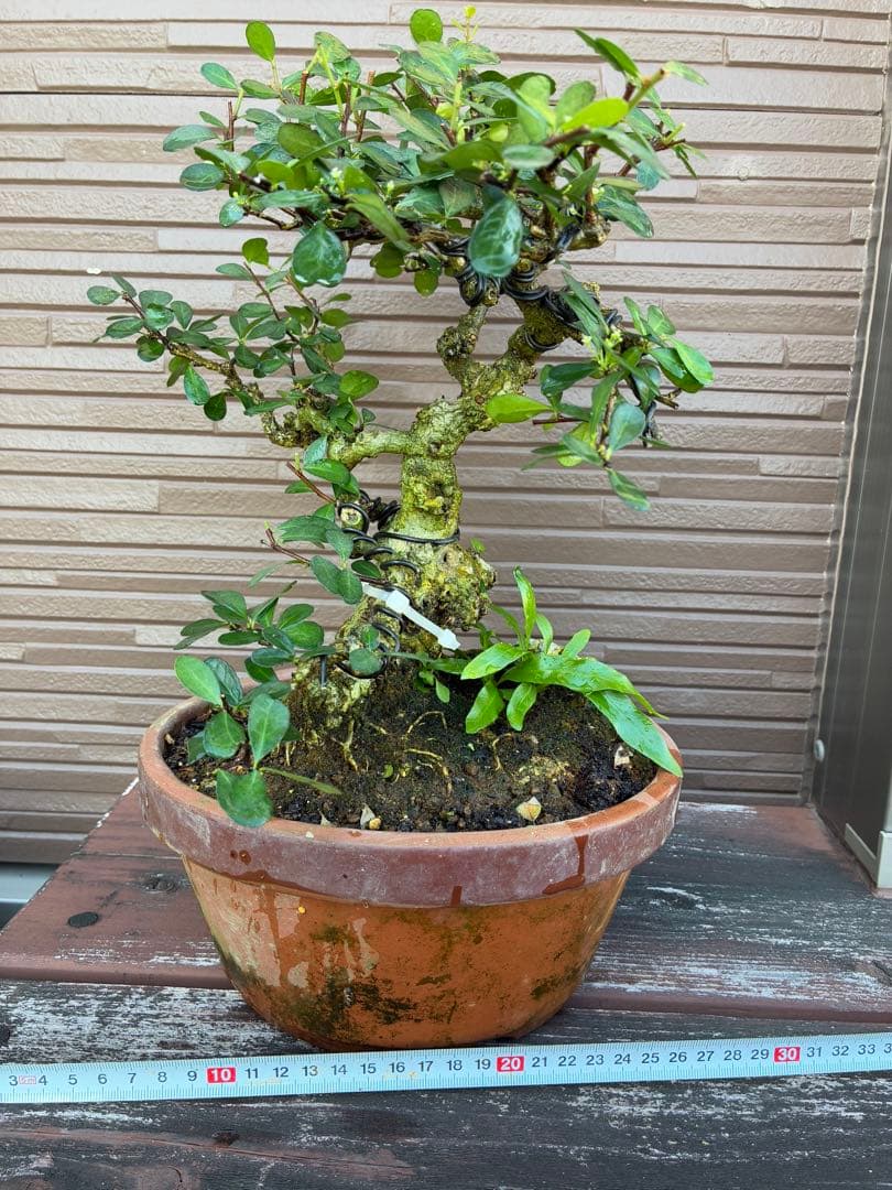 針蔓正木　沖縄盆栽　マッコウ　値下げ