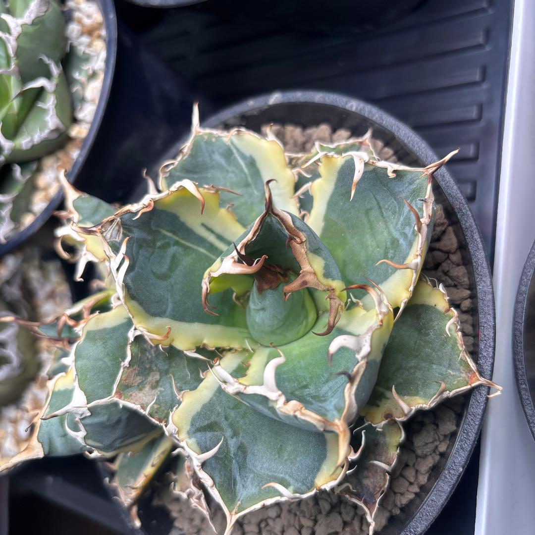 アガベ チタノタ 白鯨錦（永久斑） 覆輪斑 双頭群生株